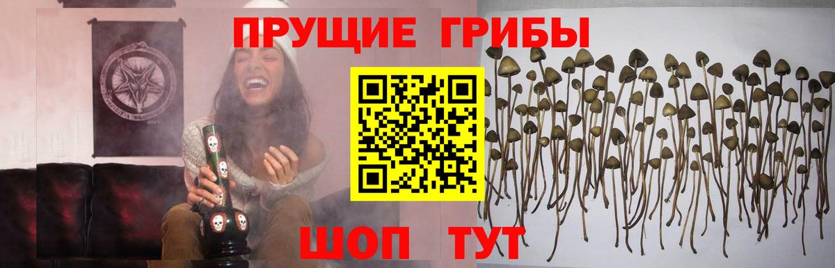 Галлюциногенные грибы Psilocybine cubensis  Псилоцибиновые грибы Psilocybine cubensis  Вход с VPN  Вятские Поляны 